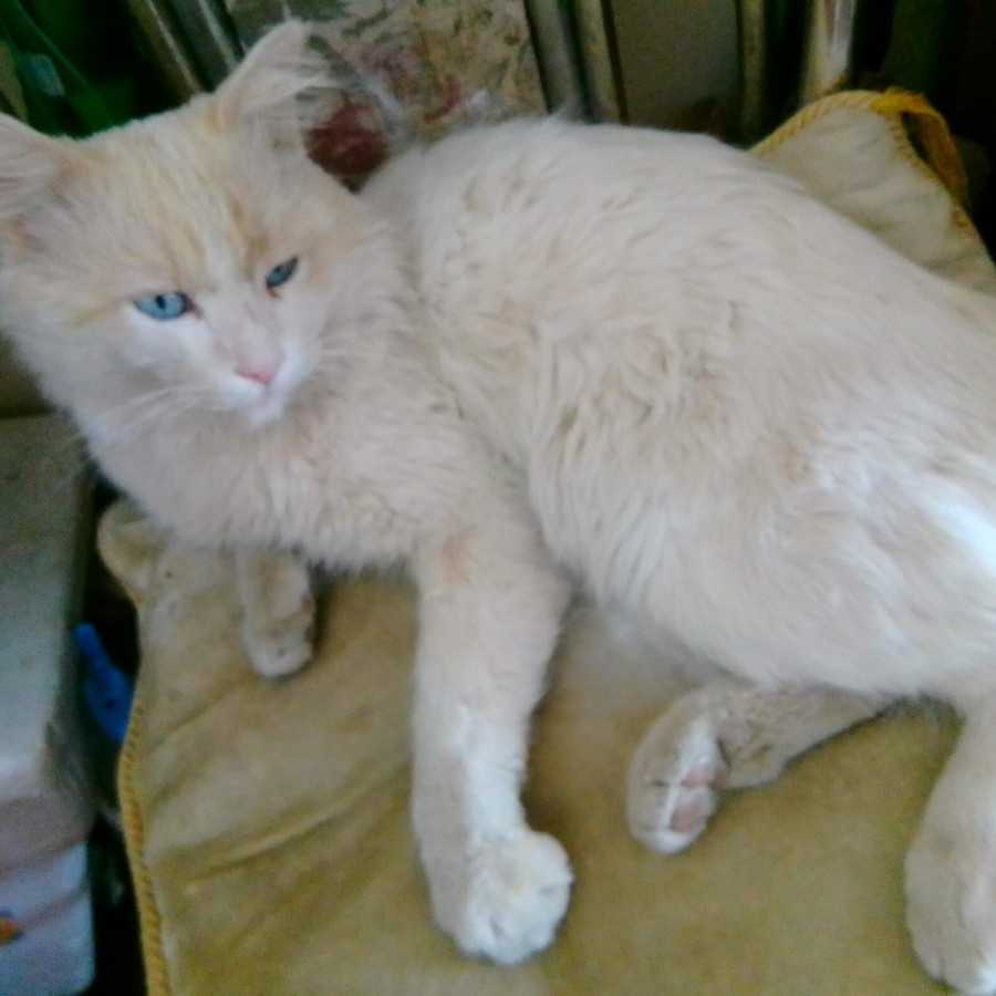 DON GATO | Raza Doméstico Americano de pelo semilargo | Perdido