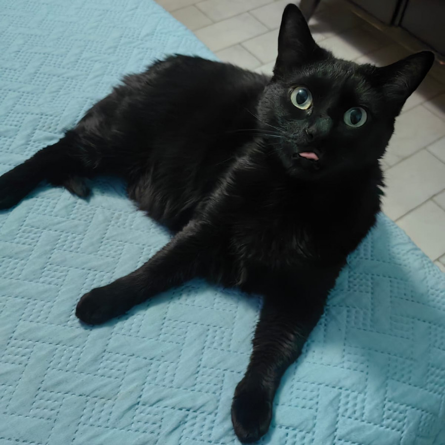 LUNA | Raza Bombay | Perdida