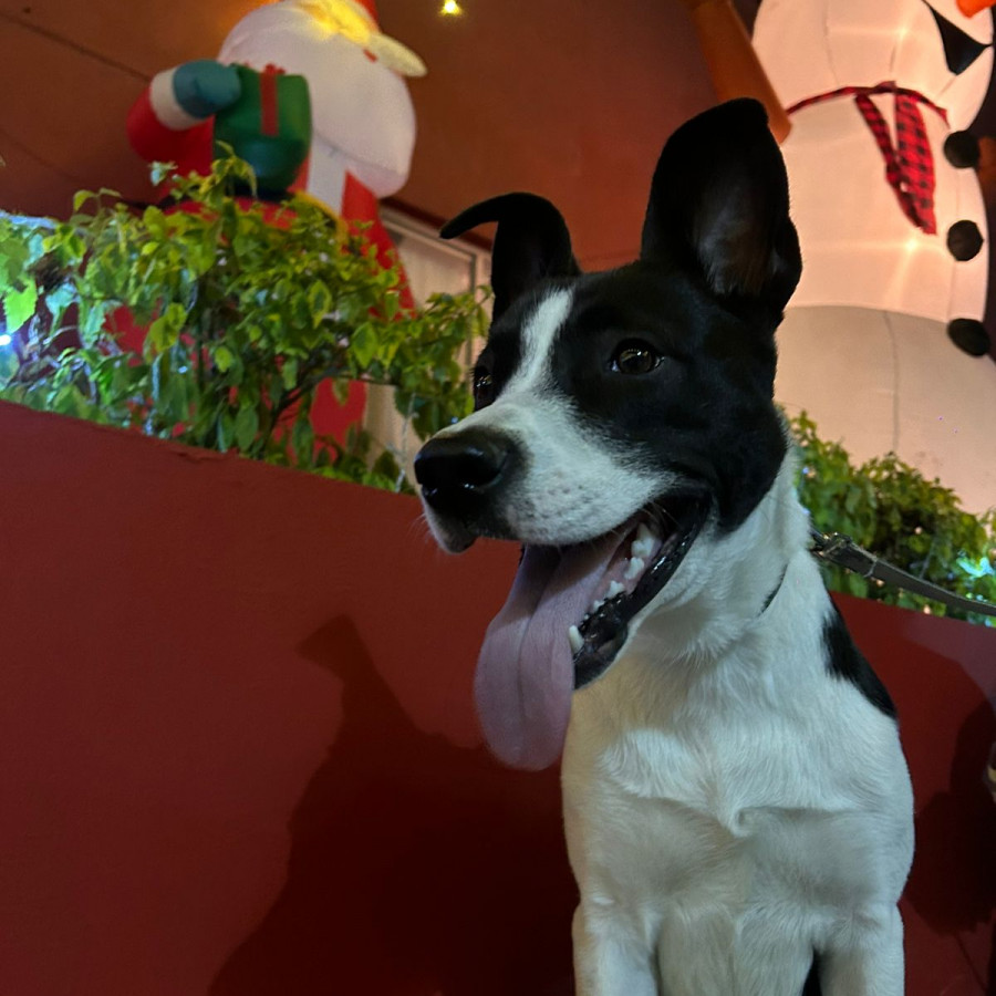 NEGRO | Raza Mestizo | En Adopción