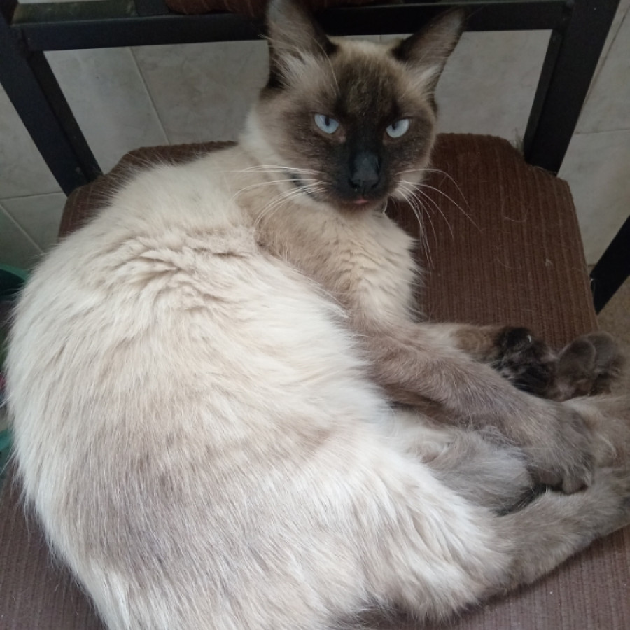 MITTY | Raza Balinés punto foca | Perdida