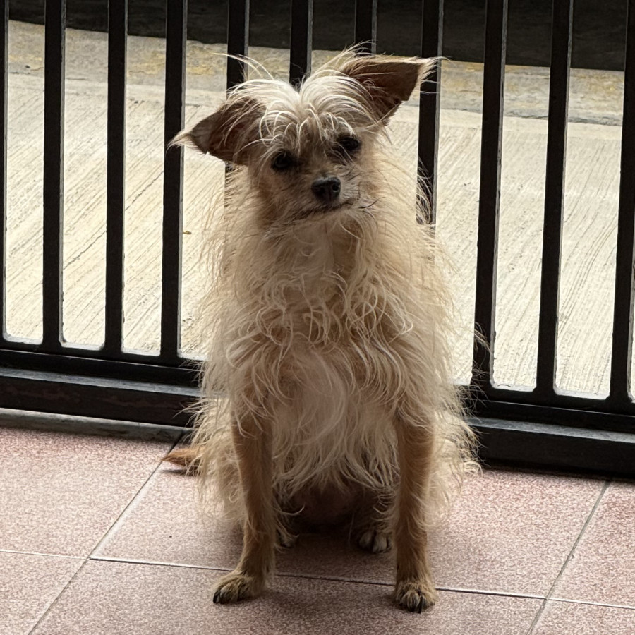KYAH | Raza Mestiza, cruza de Chihuahua con Schnauzer | Final Feliz