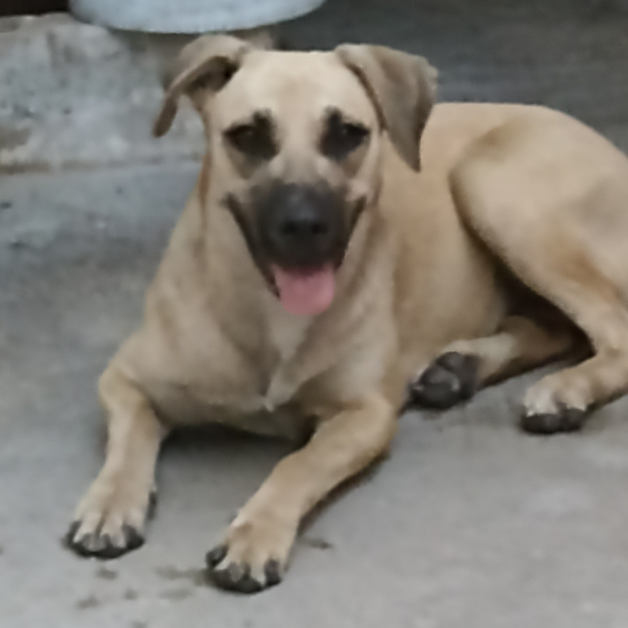  | Raza Mestiza | Encontrada