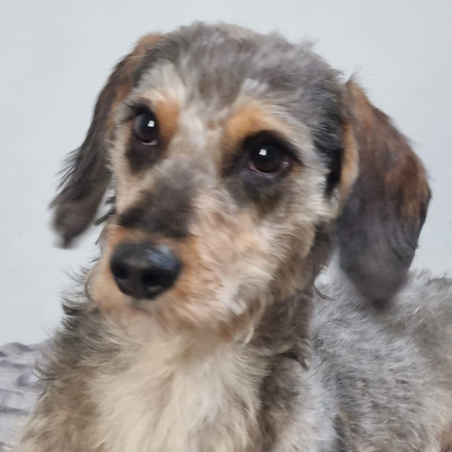 BACK | Raza Mestizo, cruza de Schnauzer | Perdido