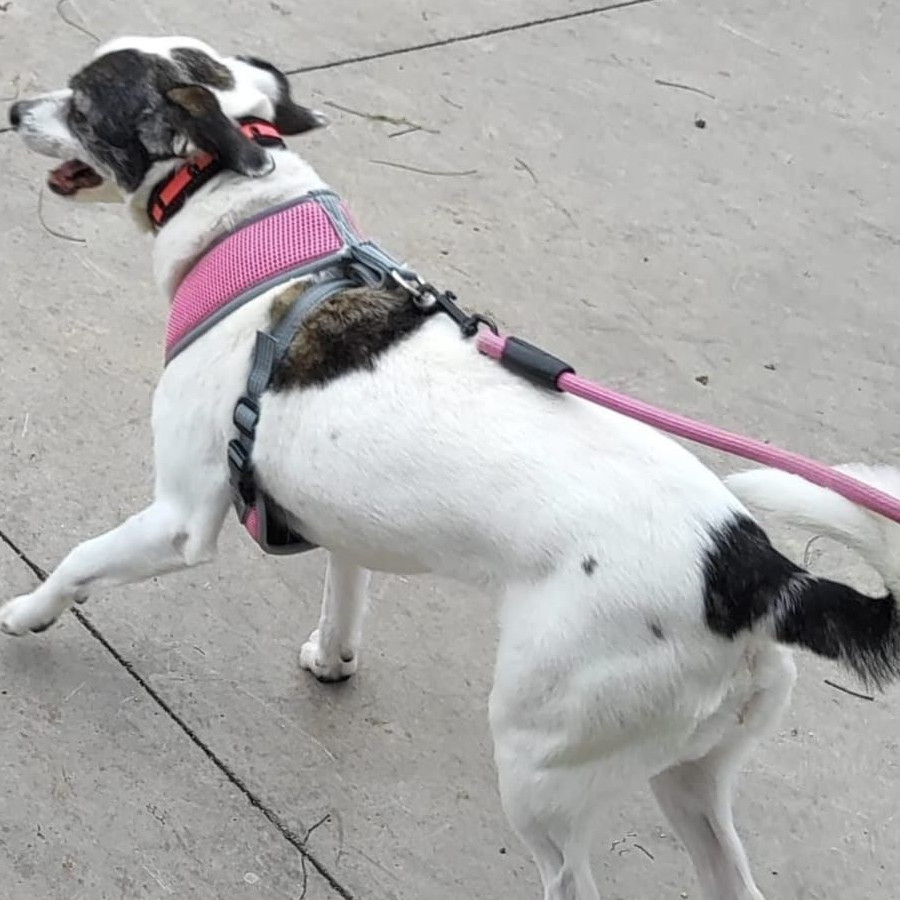 MIKA | Raza Mestiza | Final Feliz