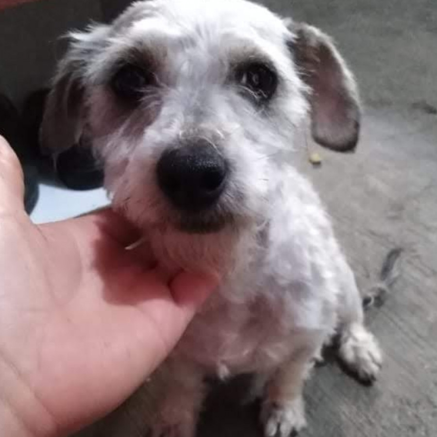 ALUCHE | Raza Mestiza, cruza de Schnauzer con Poodle,  (Schnoodle) | Perdida