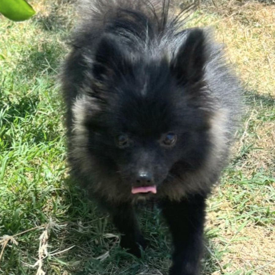 PEPITA | Raza Pomerania | Final Feliz