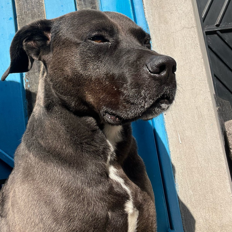 MAX | Raza Mestizo, cruza de American Pitbull Terrier | Final Feliz