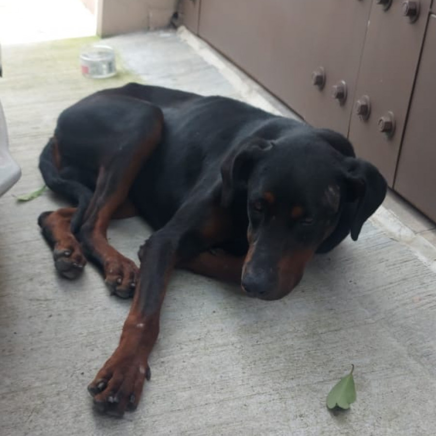  | Raza Mestizo, cruza de Dóberman Pinscher con Labrador | Encontrado