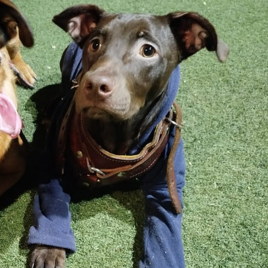 CHOCOLATE | Raza Mestizo, cruza de Labrador con Dóberman | En Adopción