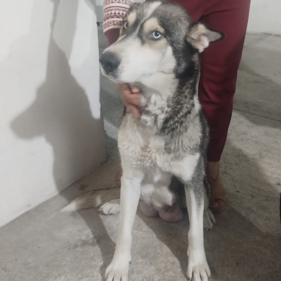 AKIRA | Raza Mestiza, cruza de Husky Siberiano con Labrador | Final Feliz