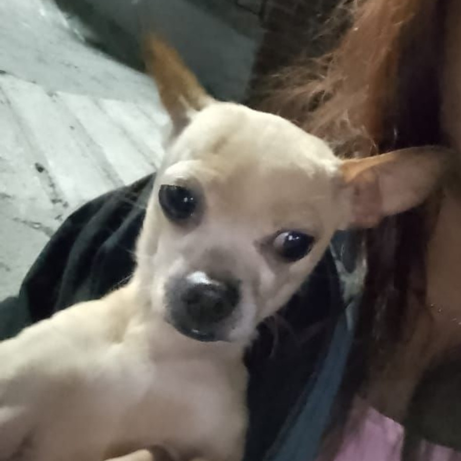 STITCH | Raza Chihuahua | Perdido