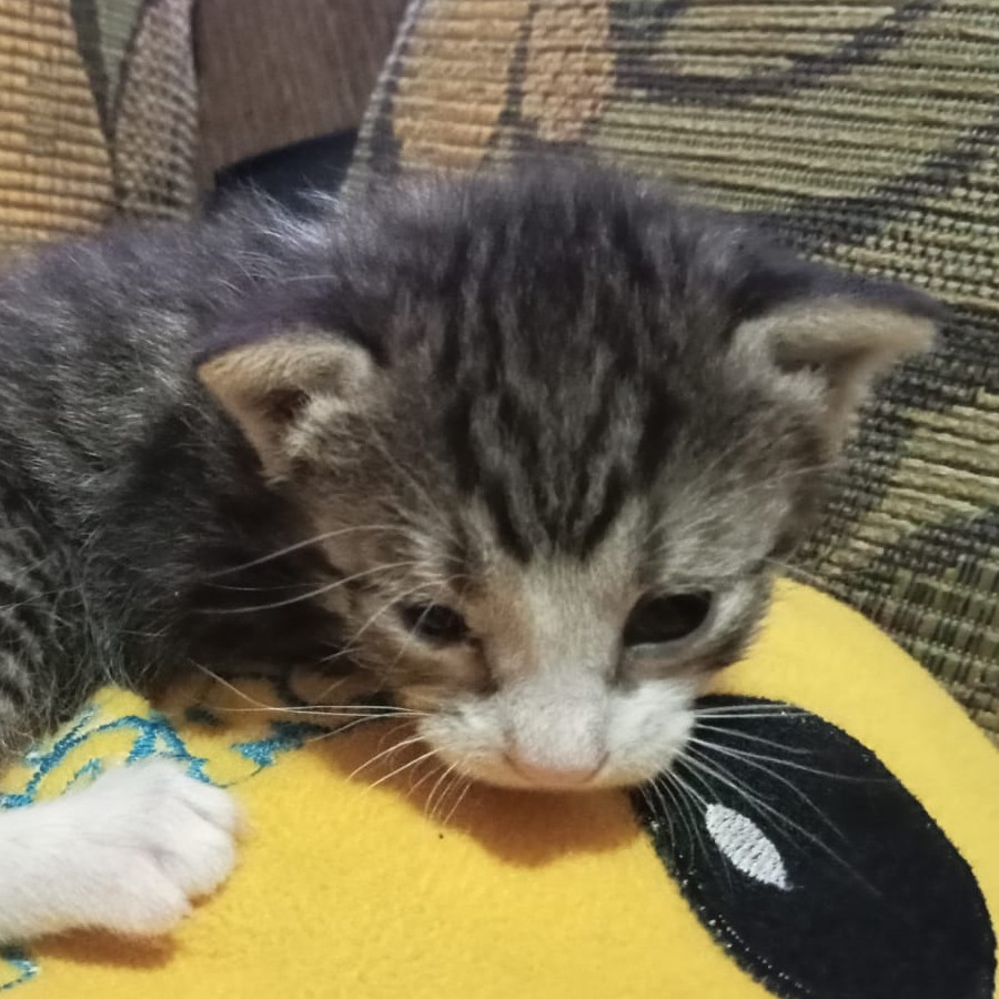 HERMOSO GATITO | Raza Doméstico Americano de pelo semilargo | En Adopción