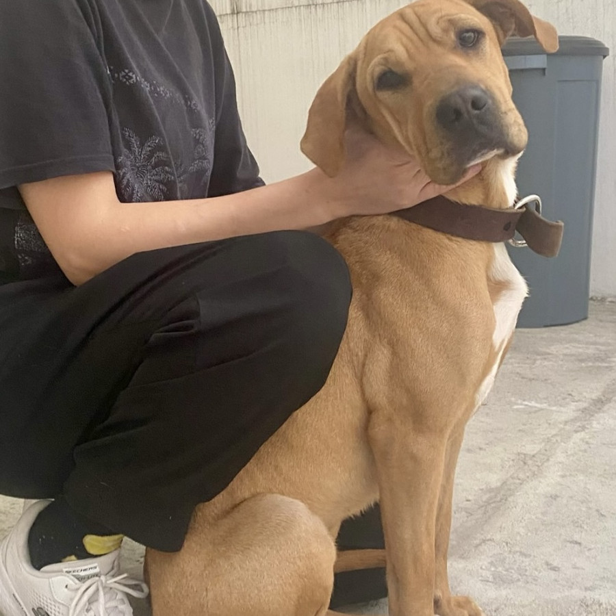  | Raza Mestiza | Encontrada