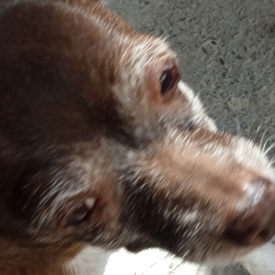 BRUCE | Raza Chihuahua | Perdida