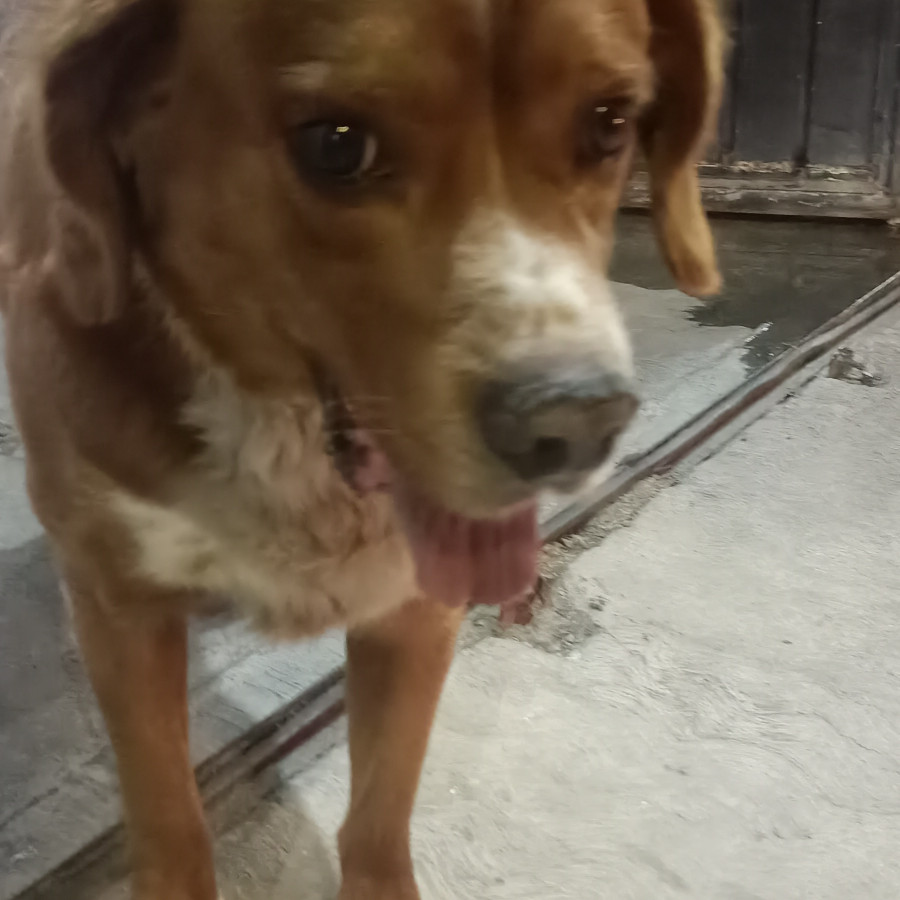  | Raza Mestizo, posible cruza de Cocker Spaniel | Encontrado
