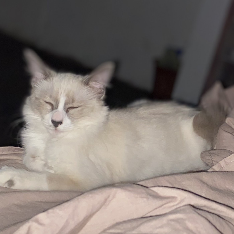 RUI | Raza Snowshoes | Final Feliz