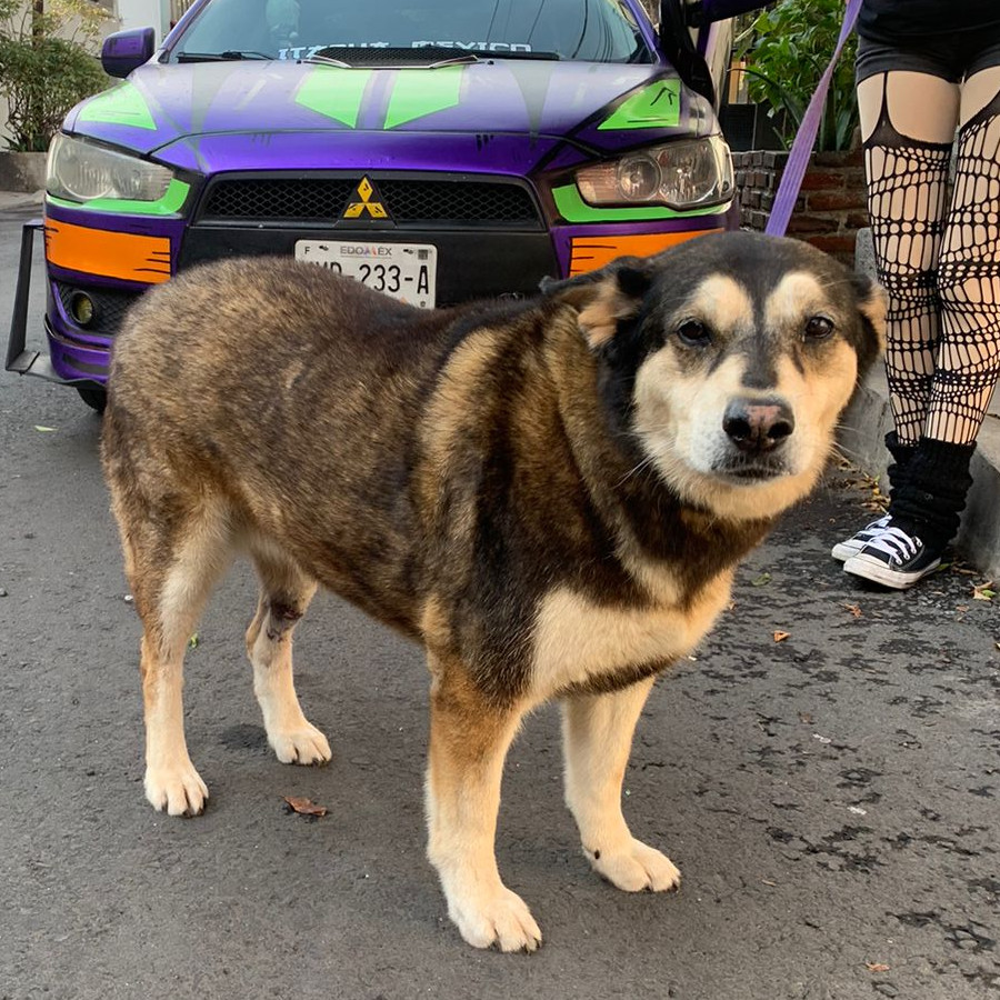 PELUSA | Raza Mestiza, cruza de Husky con Pastor Alemán | Final Feliz