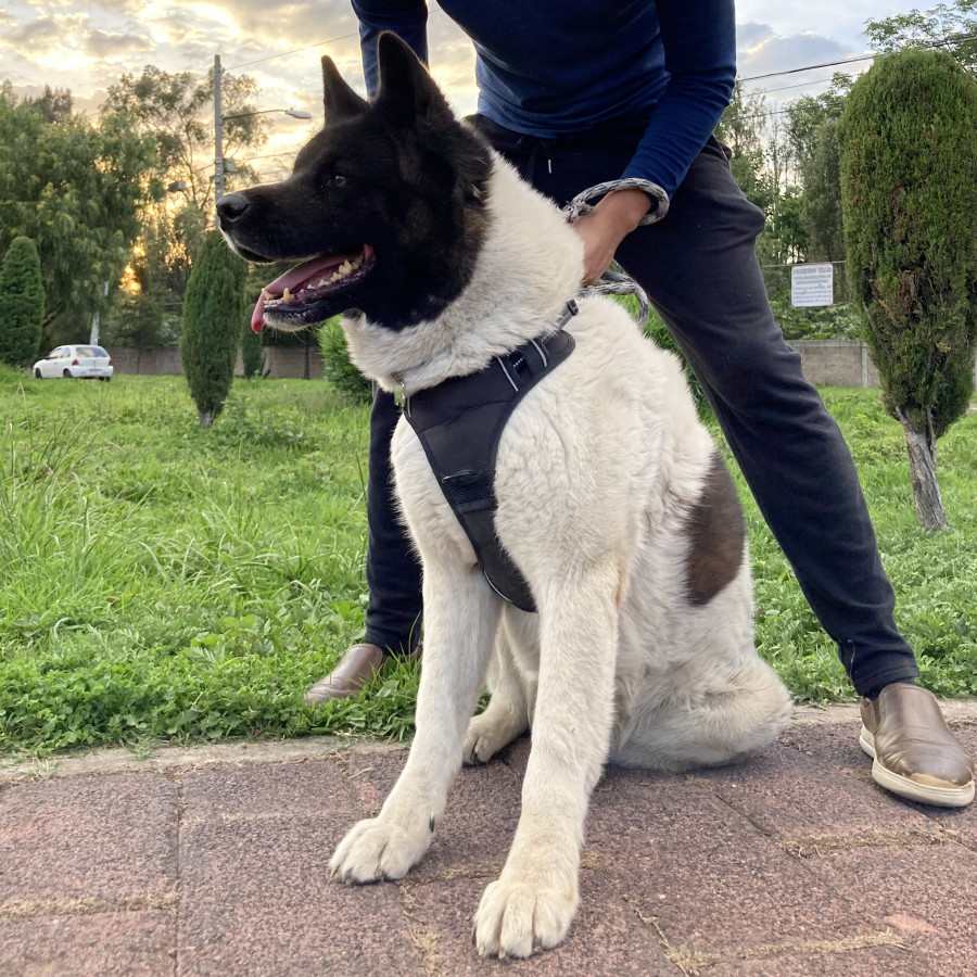 JACK | Raza Akita Americano   | Perdido