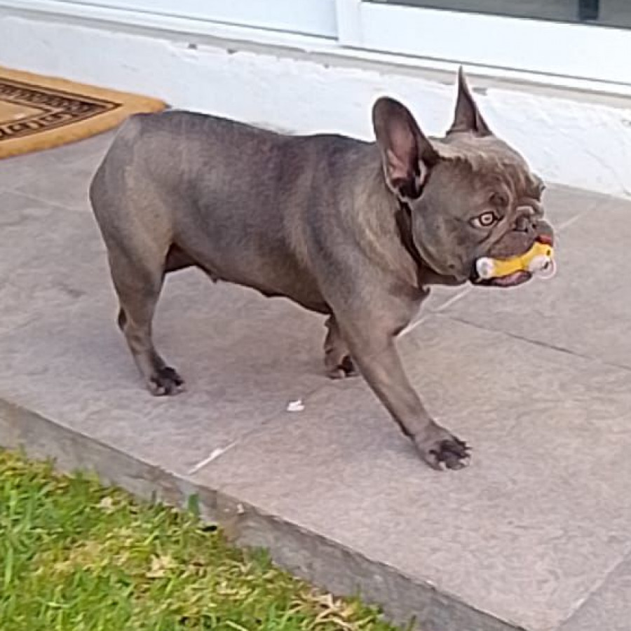 BLUEY | Raza Bulldog Francés  | Perdida