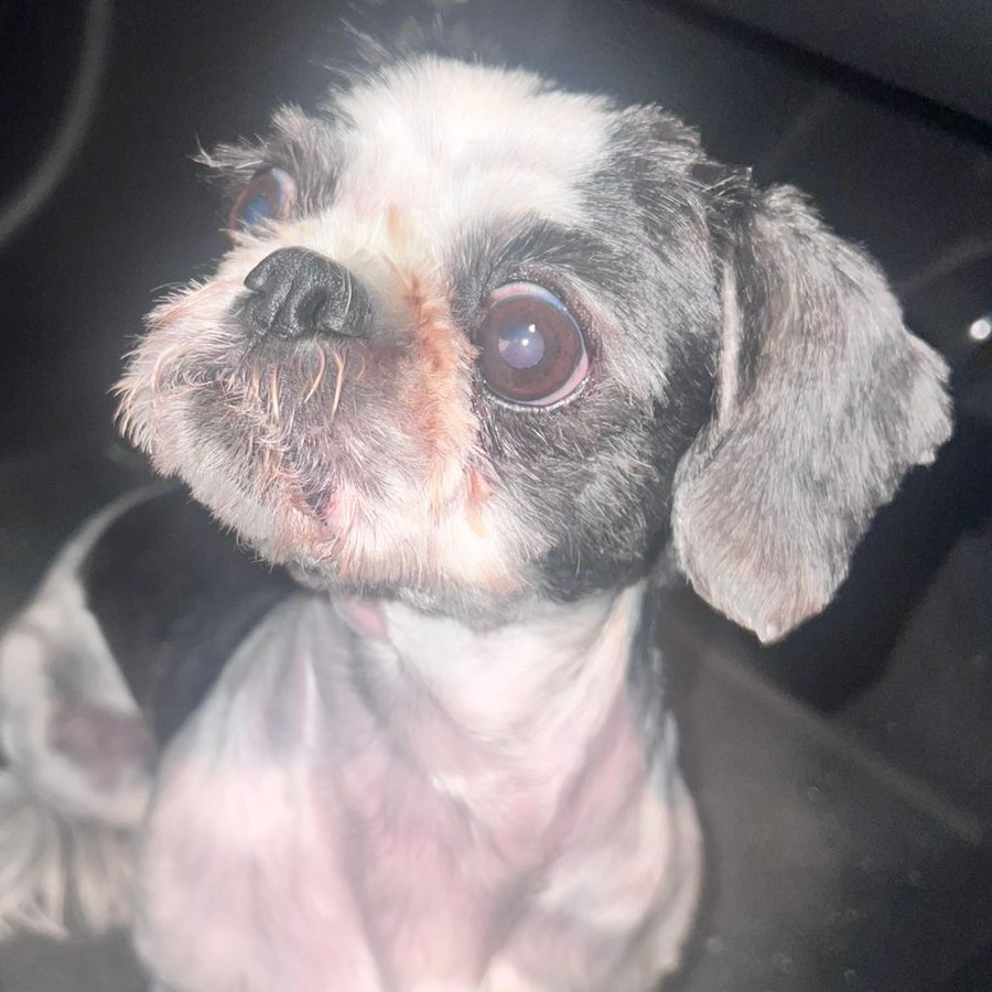 MATRIX O MATI | Raza Shih Tzu  | Final Feliz