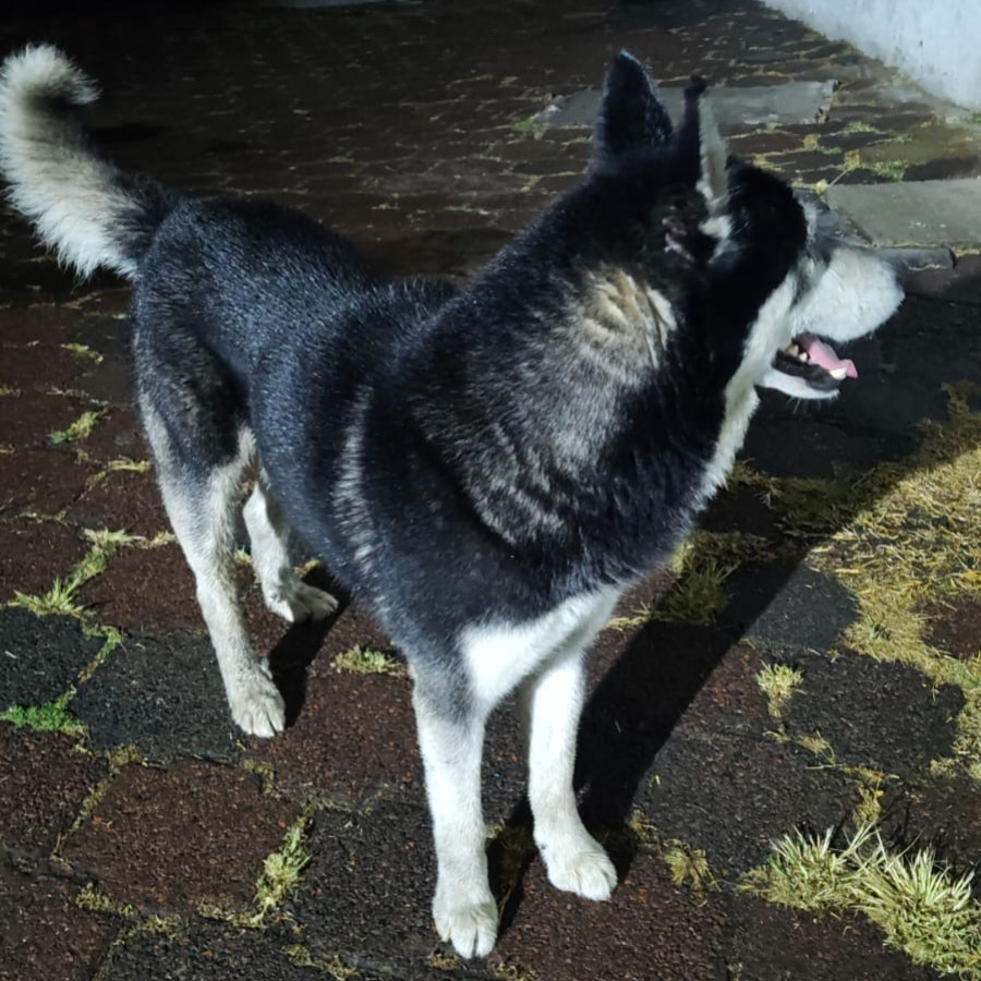  | Raza Husky Siberiano | Final Feliz