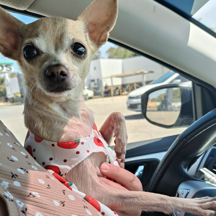 TIKI | Raza Chihuahua | Perdida