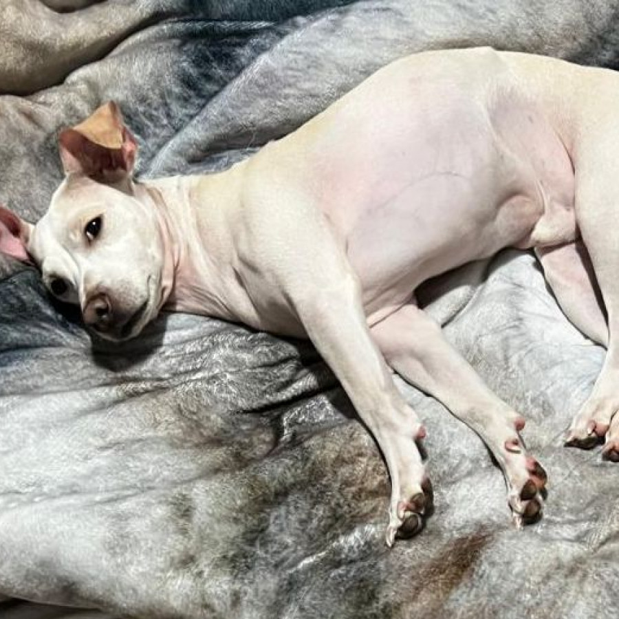 SIRIUS | Raza Mestizo, cruza de Chihuahua | Perdido