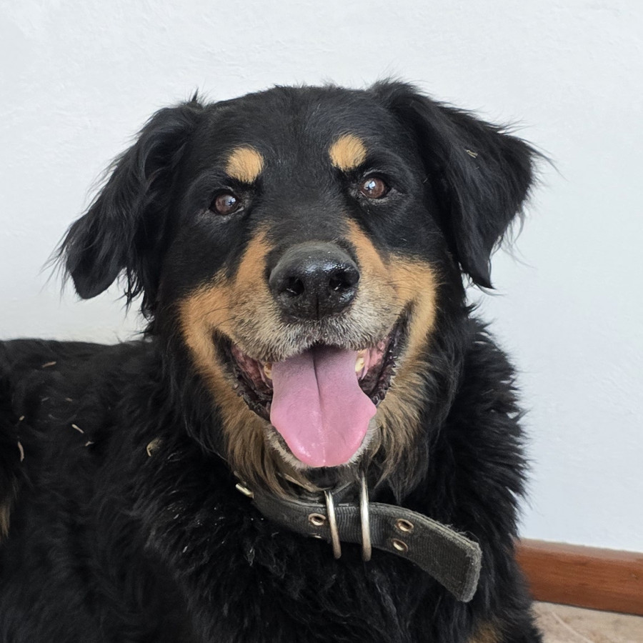  | Raza Mestizo | Encontrado