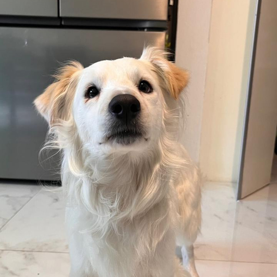  | Raza Mestizo | Encontrado