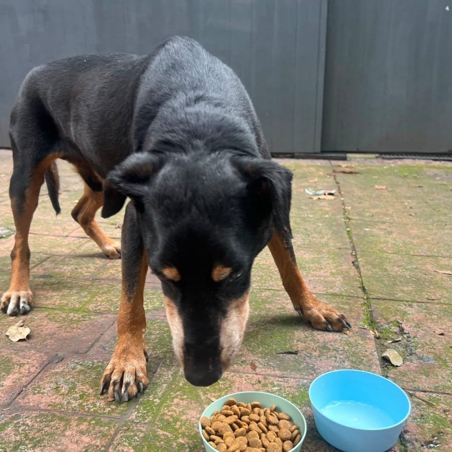  | Raza Mestizo, cruza de Pinscher Miniatura | Encontrado