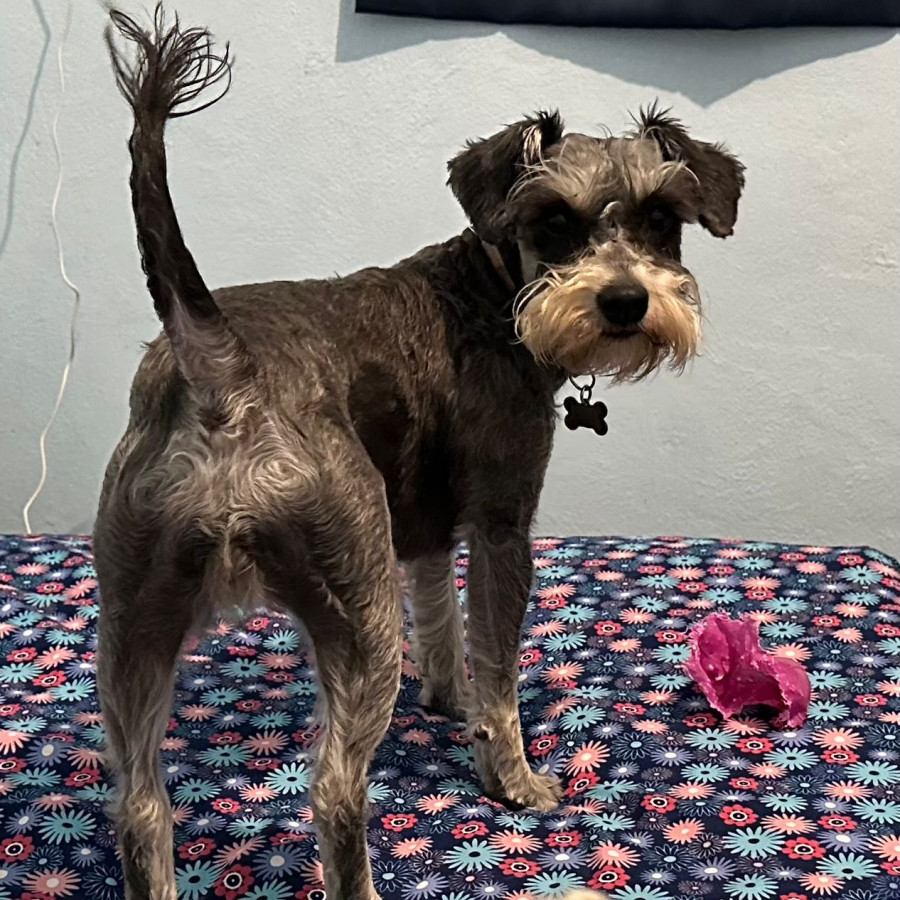 PELUSA | Raza Schnauzer | Perdida