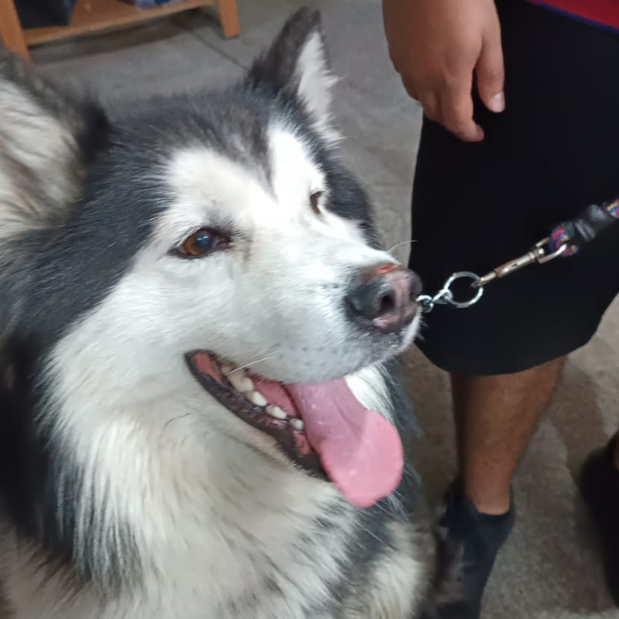 PELUDO | Raza Malamute de Alaska o Alaskan Malamute | Final Feliz