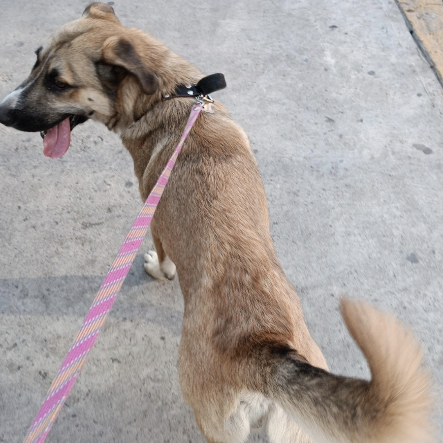 MANCHAS | Raza Mestizo cruza de Pastor Alemán | Final Feliz