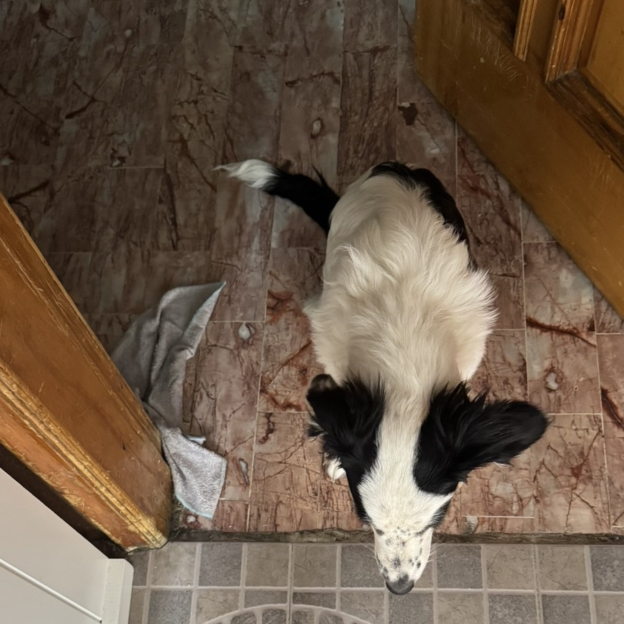 NANA | Raza Mestiza | Perdida