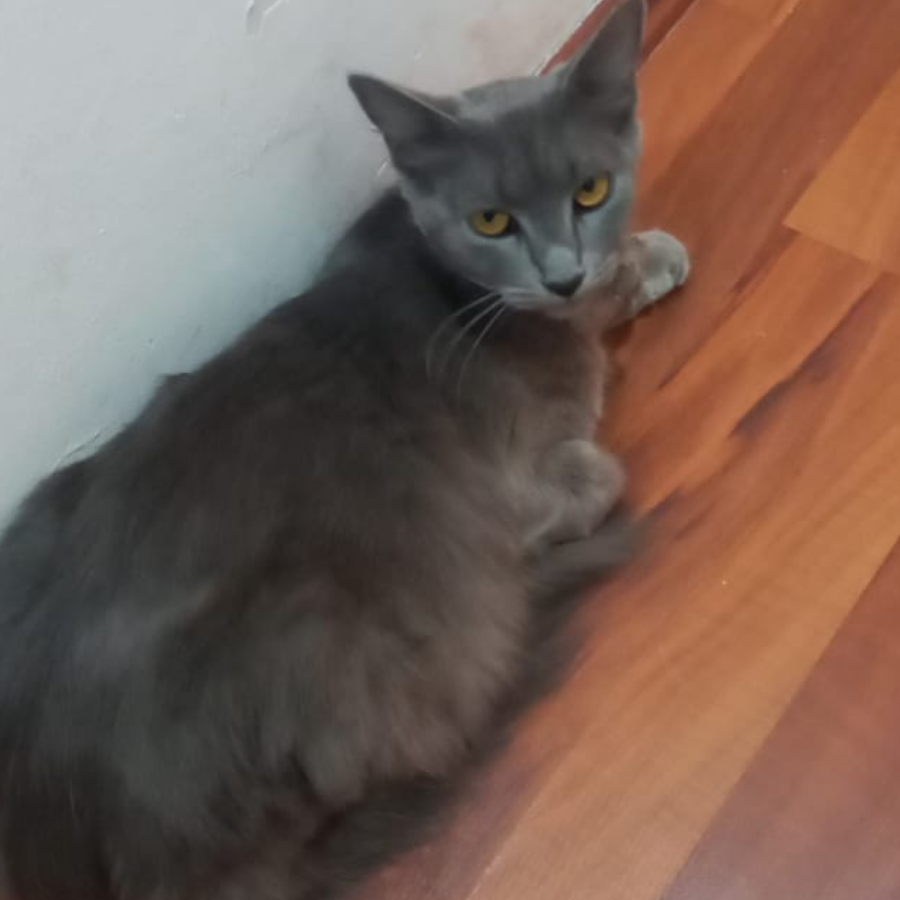 MICHA | Raza Nebelung O Nibelungo | Perdida