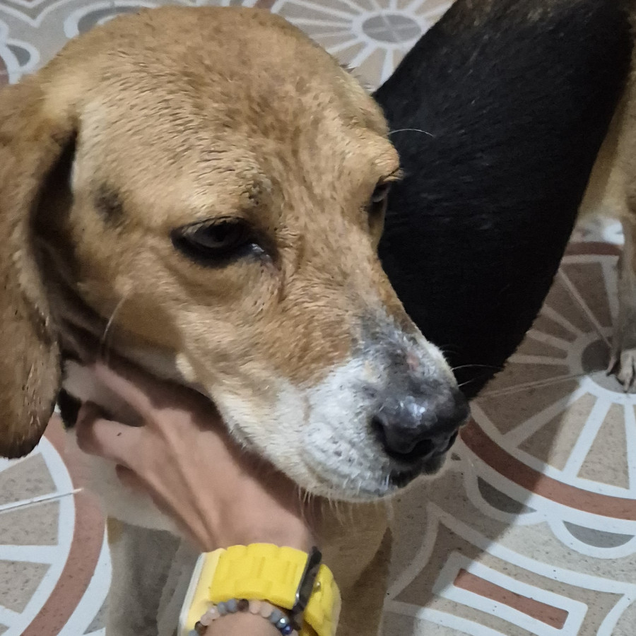  | Raza Beagle | Encontrada