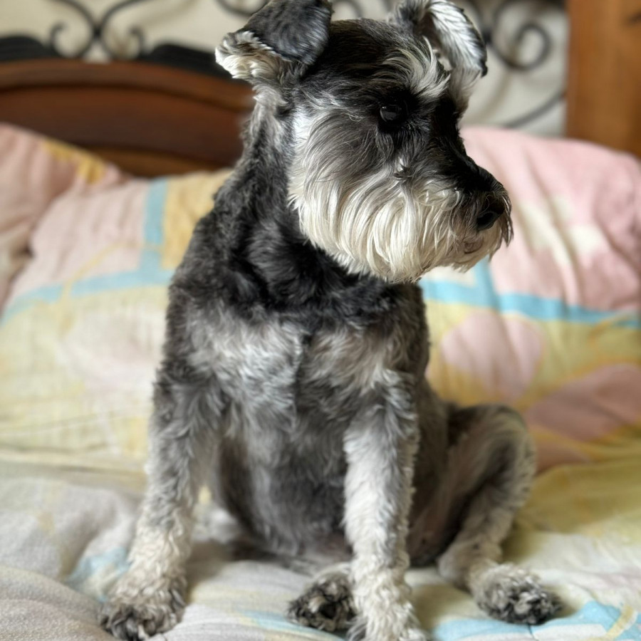 RAMONA | Raza Schnauzer | Final Feliz