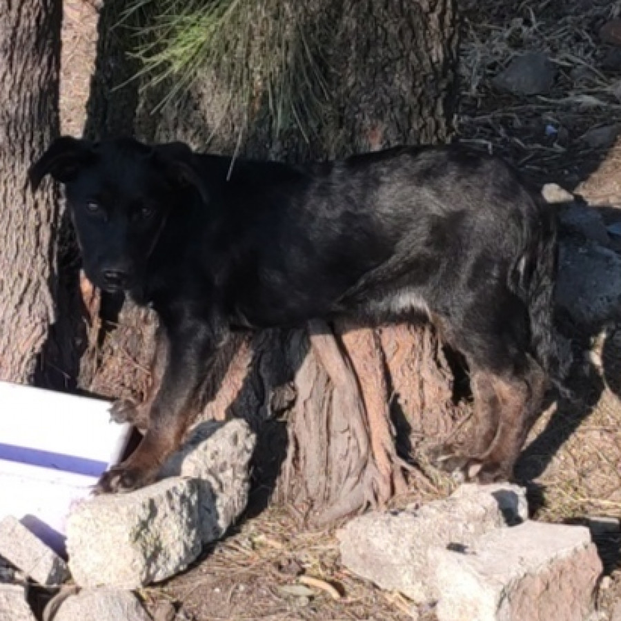 PRINCESA | Raza Mestiza | Perdida