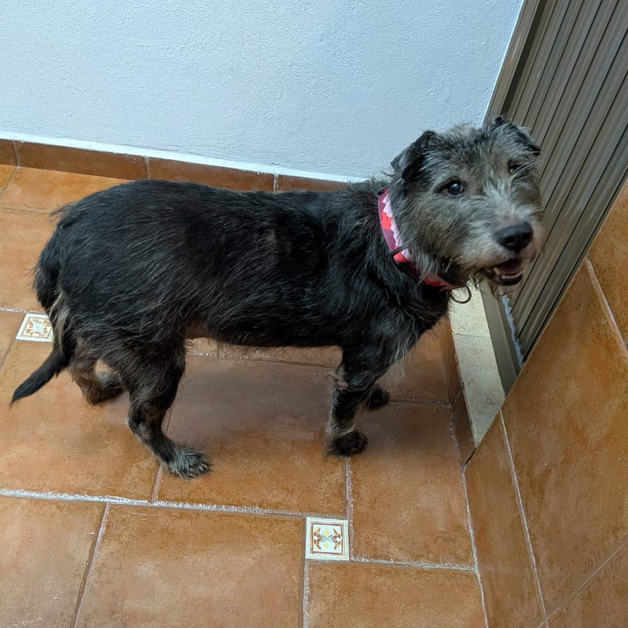  | Raza Mestiza, cruza de Schnuazer | Encontrada