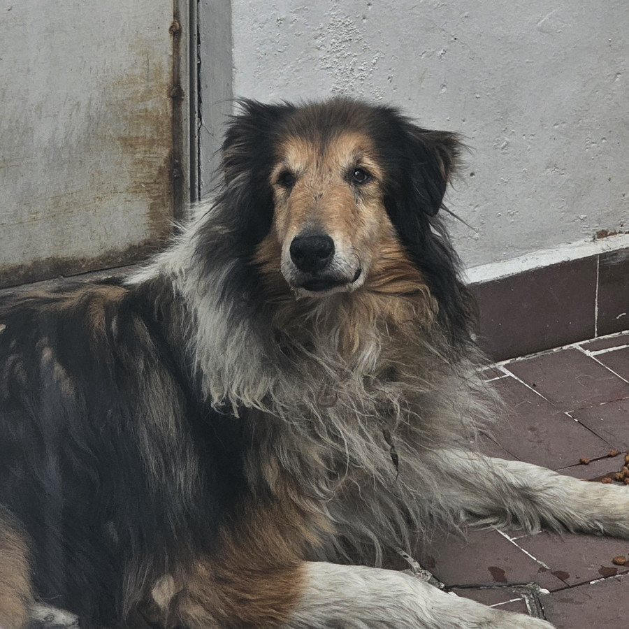  | Raza Collie de Pelo Largo | Encontrado