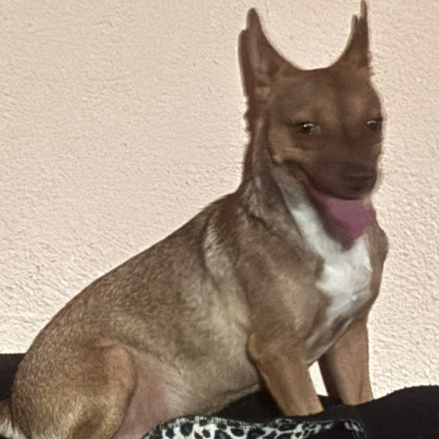  | Raza Mestizo | Encontrado