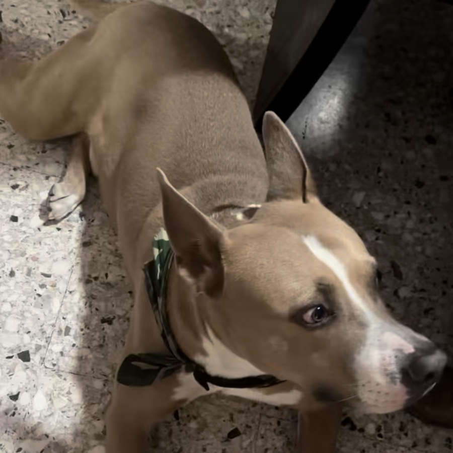 NIÑO | Raza Mestizo, cruza de American Pitbull Terrier con American Staffordshire Terrier | Perdido