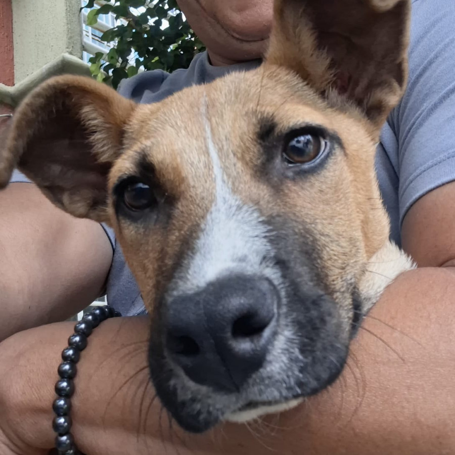  | Raza Mestizo | Encontrado