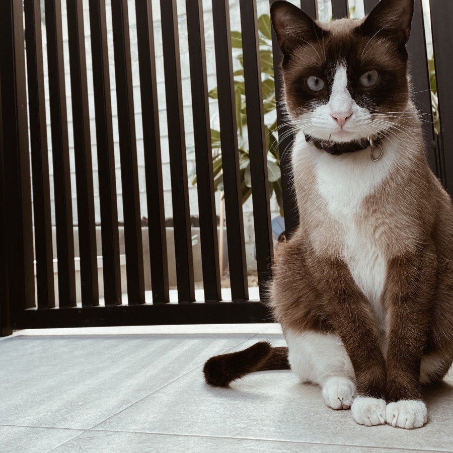 POLO | Raza Snowshoes | Perdido