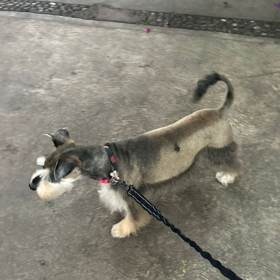 FRIDA | Raza Schnauzer | Final Feliz