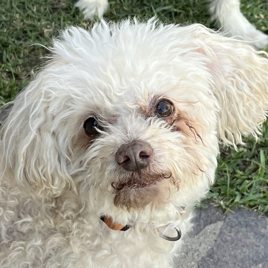 ROCKY | Raza French Poodle o Caniche | Perdido