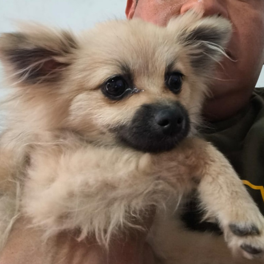 BELLA | Raza Pomerania | Perdida