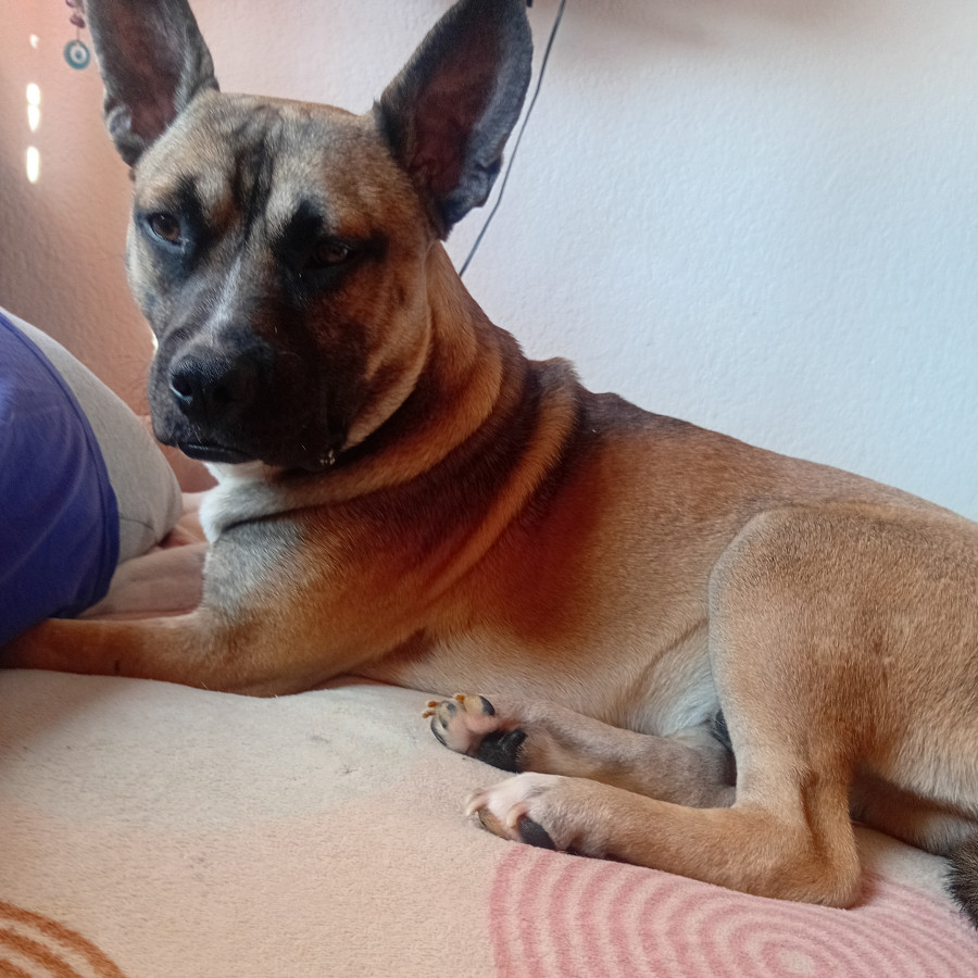 TOBÍAS | Raza Mestizo | En Adopción