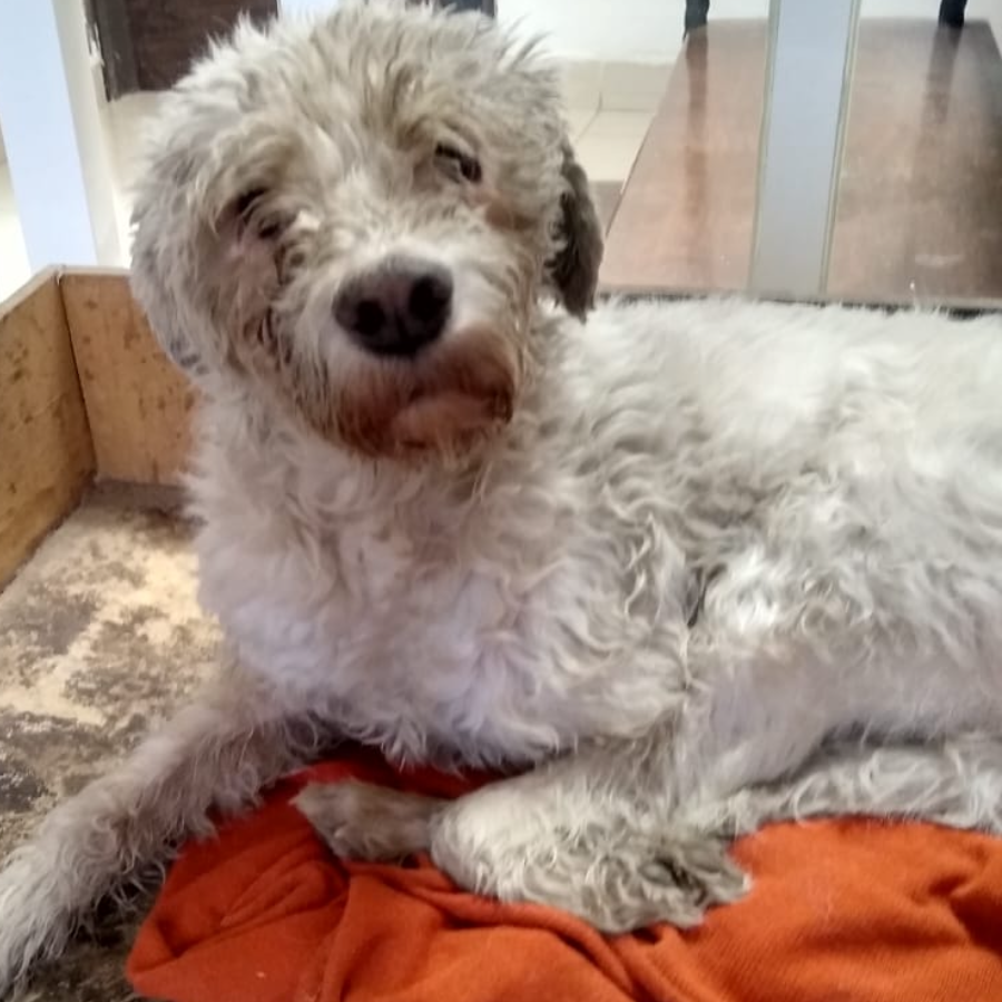 WERA | Raza French Poodle o Caniche | Perdida