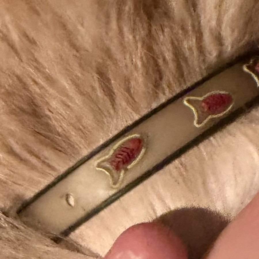  | Raza Doméstico Américano de Pelo Largo | Encontrada